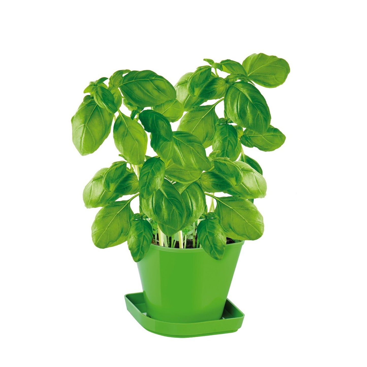 Tescoma Herb growing set SENSE, basil
