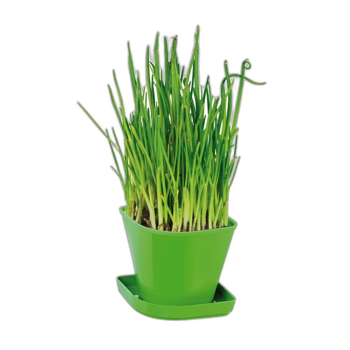 Tescoma Herb growing set SENSE, chives